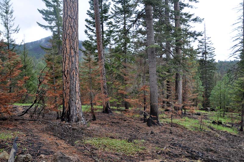 Fire Morels 2013 Mushroaming Daniel Winkler's pages Dedicated to